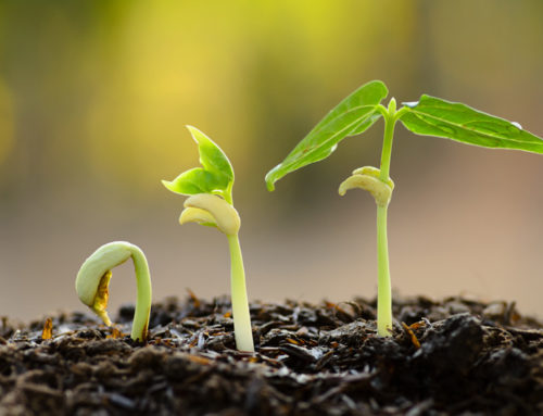Emergence: The Creative Process