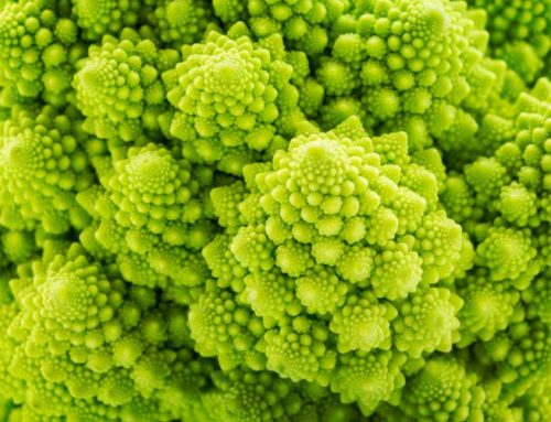 Fractals In Pictures