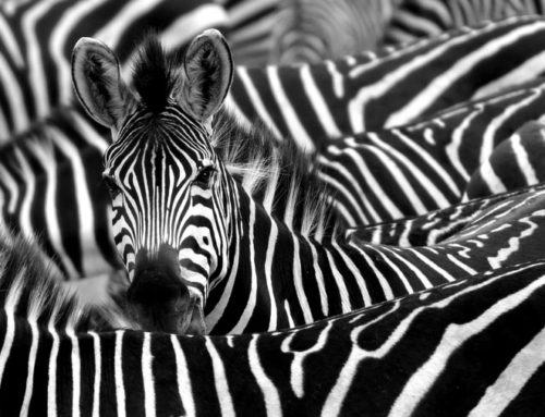 Pattern Formation